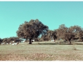 20151128_barrancos_07